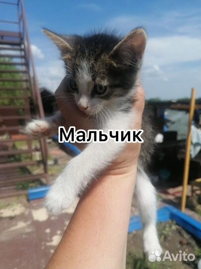 Котята в добрые руки