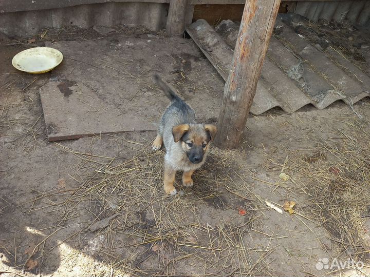 Собака в добрые руки немецкая овчарка щенок