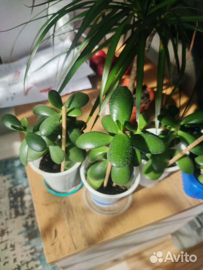 Толстянка денежное дерево