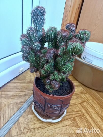 Кактус взрослый