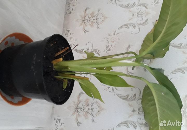 Женское счастье расцветает