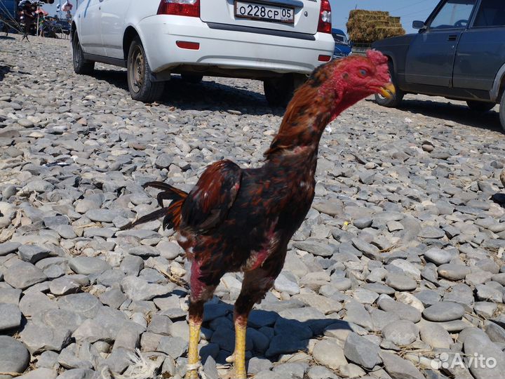 Бойцовые петухи