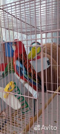 Попугай розелла