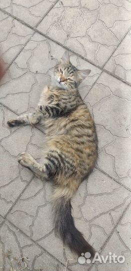 Кошки в добрые руки