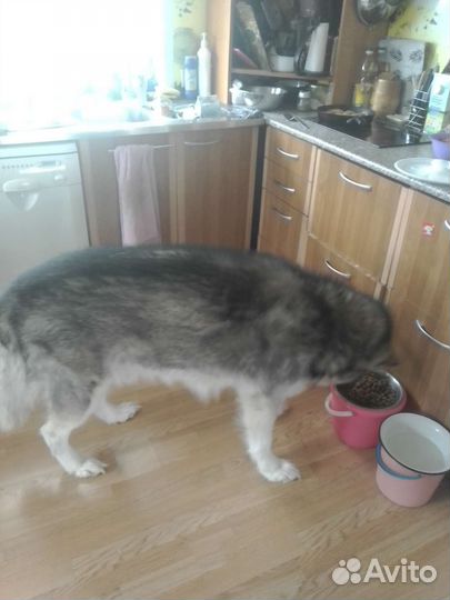 Собачья шерсть пух