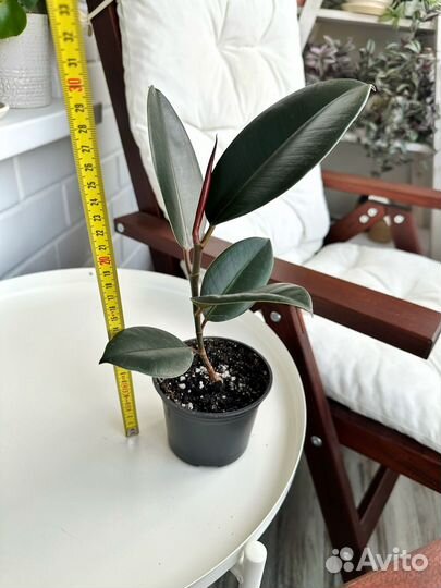 Фикусы Эластика