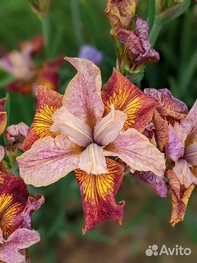 Ирис сибирский