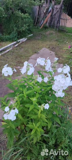 Куст флоксов