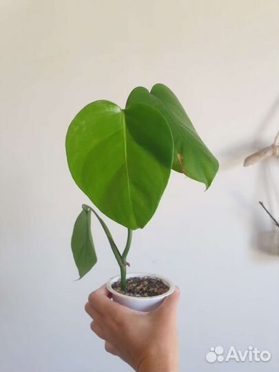 Эпипремнум, алоказия, сансевиерия