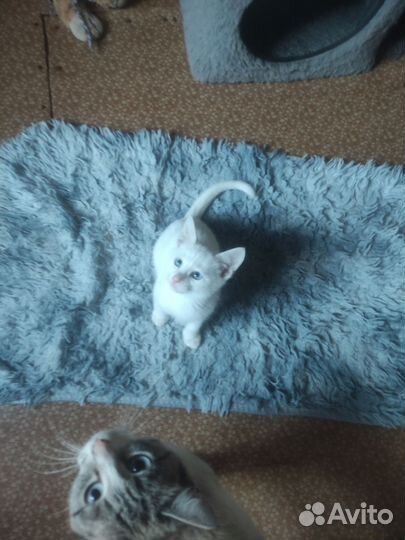 Отдам котят