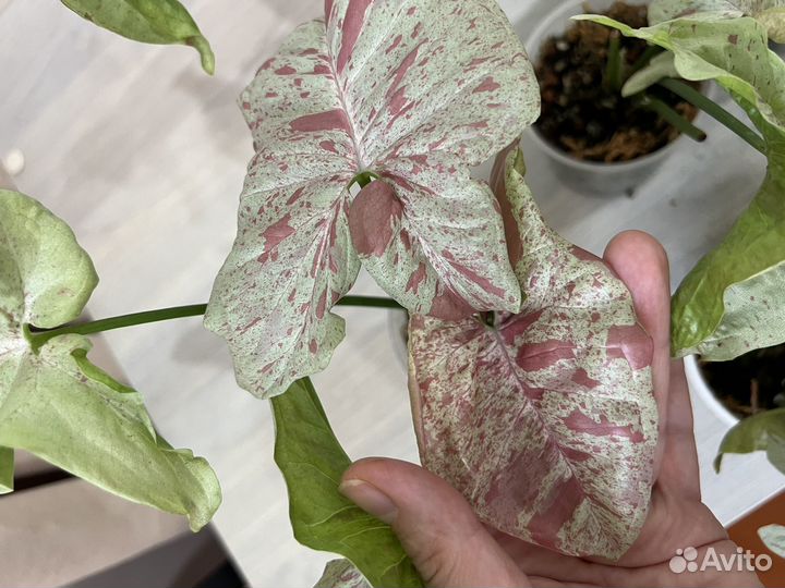 Сингониум Milk confetti