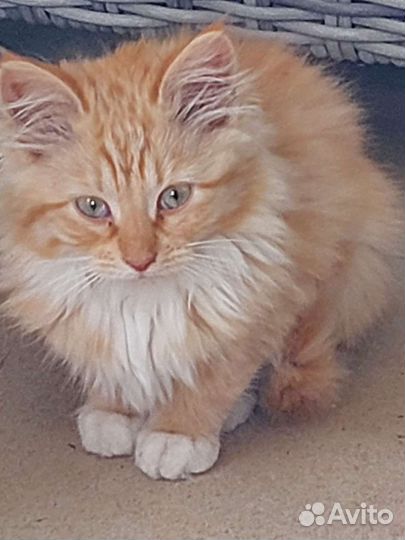 Котята в добрые руки бесплатно