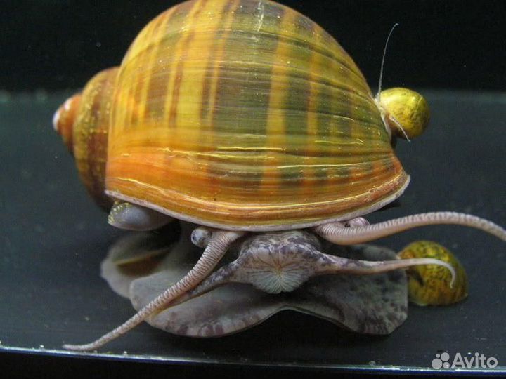 Улитка Гигантская Ампулярия (Ampullaria gigas)
