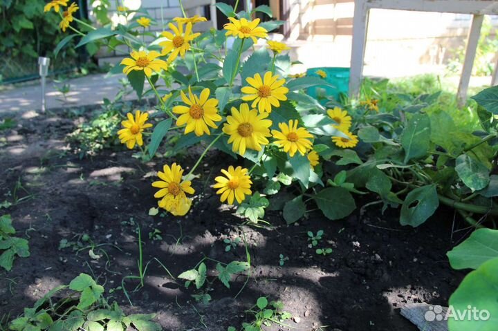 Ромашка жёлтая, Гелиопсис, многолетние цветы