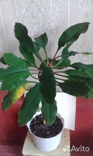 Молочай беложильный