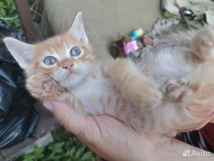 Котята в добрые руки