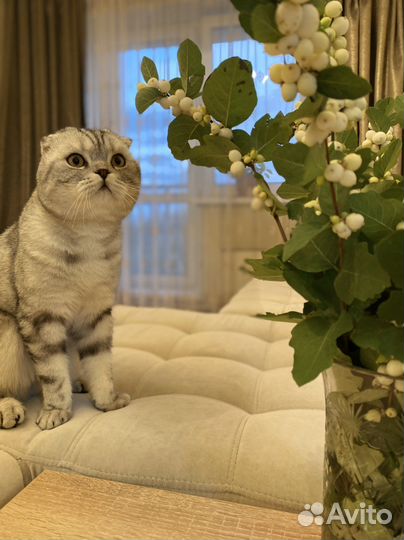 Кот для вязки