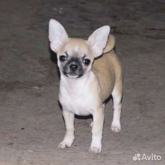 Щенк чихуахуа девочка