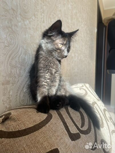 Черный котенок