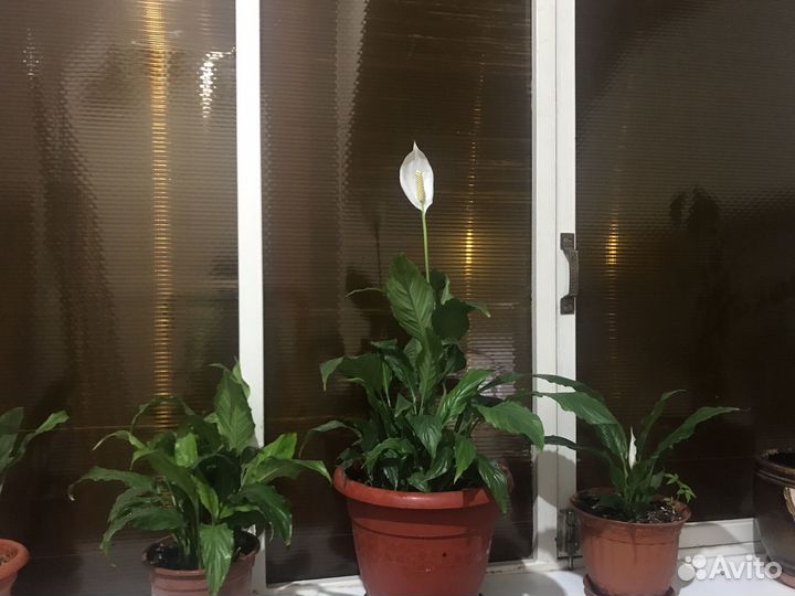 Домашние цветы