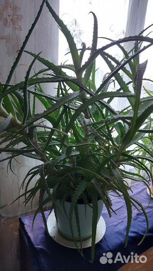 Комнатные растения алоэ