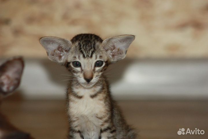 Ориентальные котята экстрим