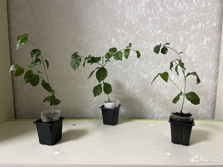 Комнатный жасмин самбак