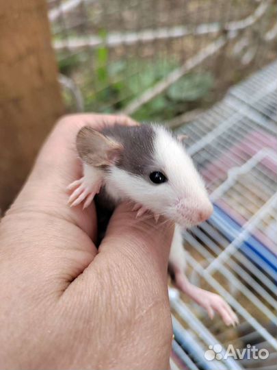 Крысята дамбо