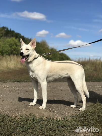 Собака в добрые руки отдам бесплатно