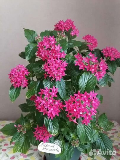 Бугенвилия Sun Diego. Пентасы 15 сортов