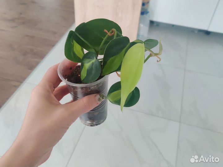 Филодендрон, хойя