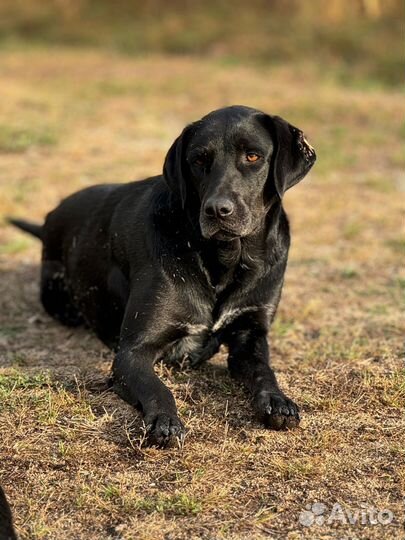 Лабрадор
