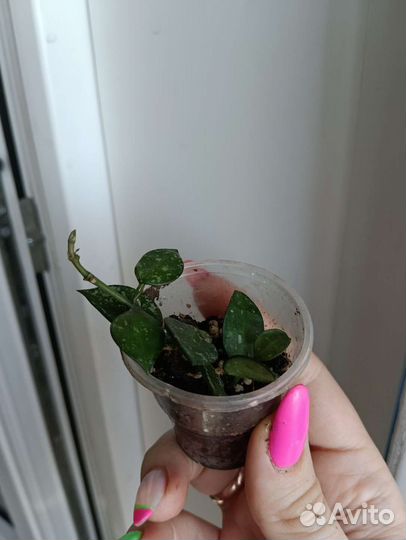 Хойя Лакуноза