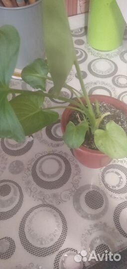 Комнатные цветы