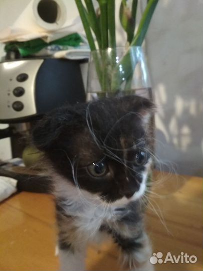Вислоухая кошечка