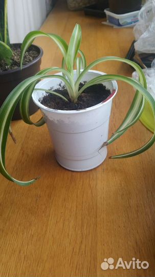 Хлорофитум кудрявый