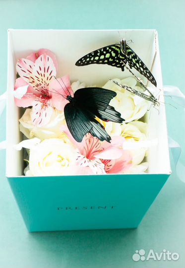 Живые бабочки, композиции с цветами