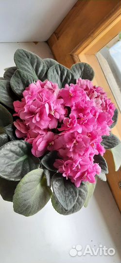 Фиалка розовая