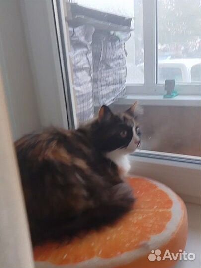 Передержка котов/кошек в домашних условиях