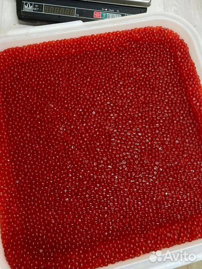 Красная икра нерки, улов 2023 года