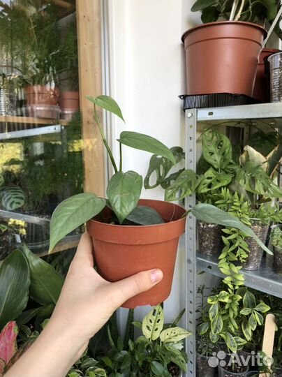 Монстера, драцена, мирт и др