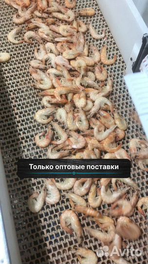 10 кг оптовые поставки Креветки все размеры, оптом