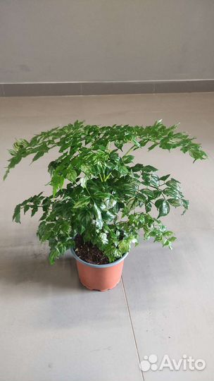 Радермахера