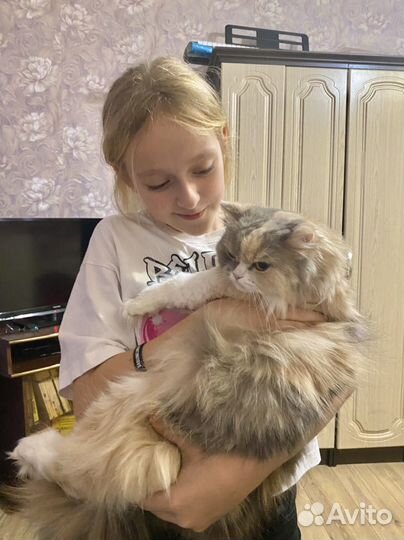 Передержка домашних кошек