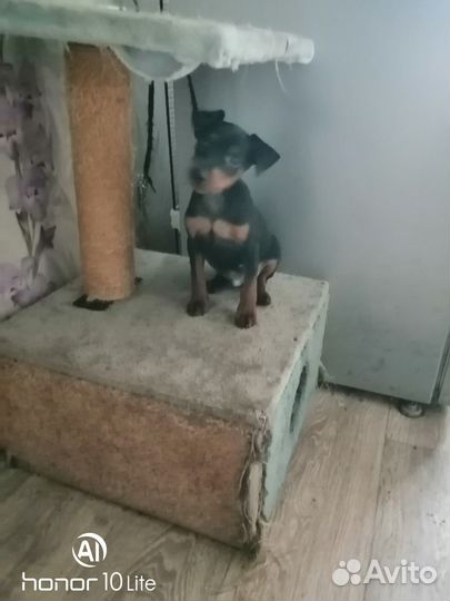 Щенок цвергпинчера