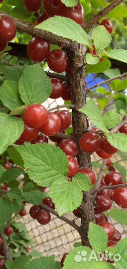 Китайская (войлочная) вишня 