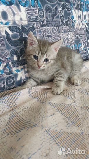 Кошки в добрые руки