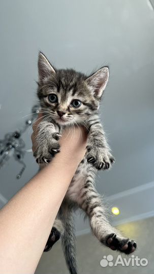 Котята