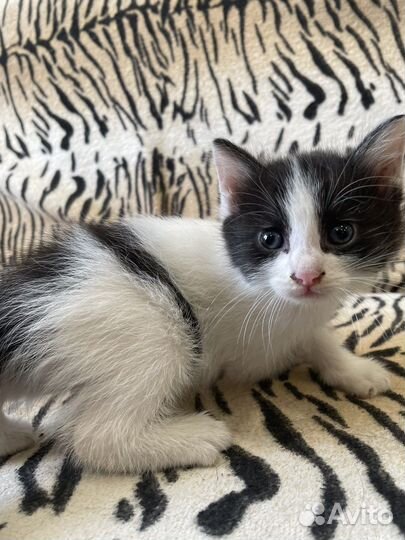 Котенок мальчик бесплатно