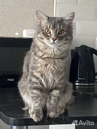 Британский кот серый
